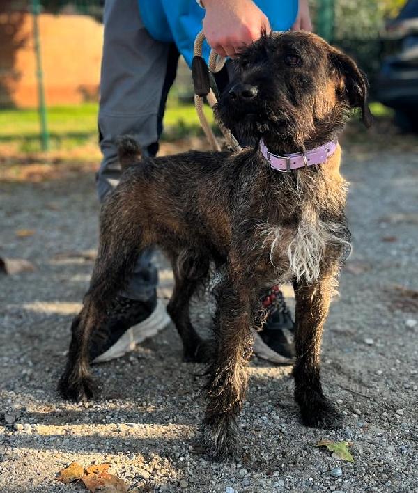 BISCOTTO SEGUGETTO Foto 7